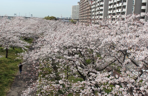 小松川千本桜の桜並木