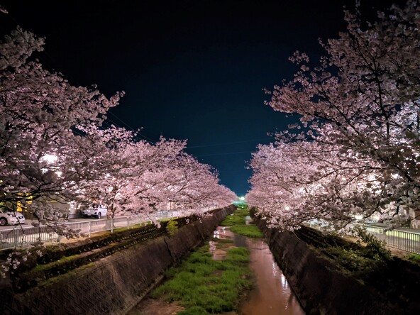 約1.3kmにわたって続く桜並木は圧巻！