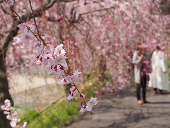 園内をしだれ桜が彩る、春ならではの景色が広がります