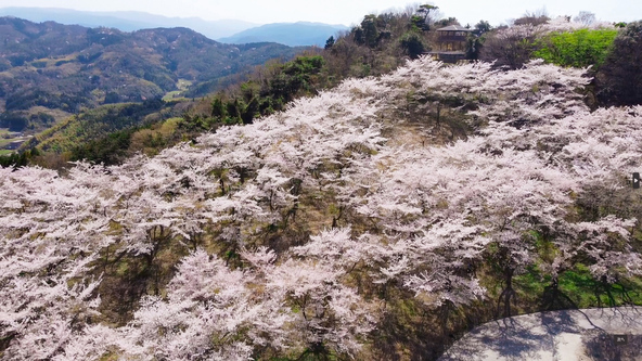 お花見スポット「大平山公園」の展望台からの景色