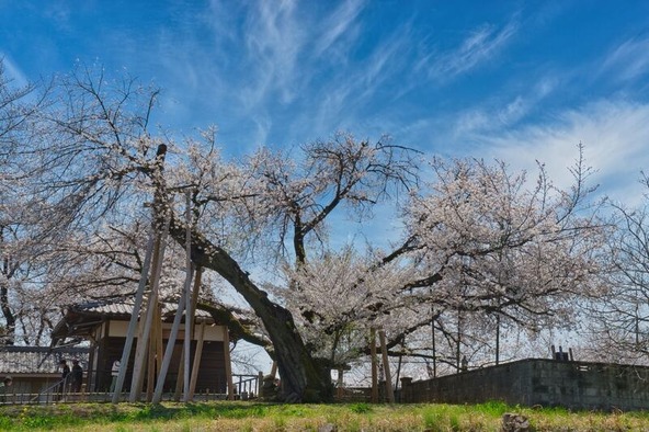 日本五大桜のひとつ「石戸蒲ザクラ」