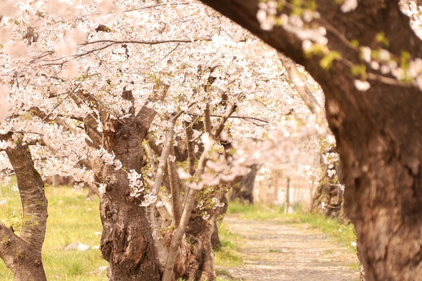 桧木内川堤の桜のトンネル