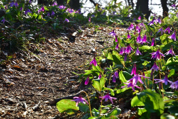 群生しているエリアに入らないよう注意して歩きましょう（画像提供：UI_forever / PIXTA）