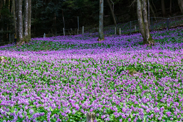 清住かたくりの里に咲くカタクリ（画像提供：hiroki okumura / PIXTA）