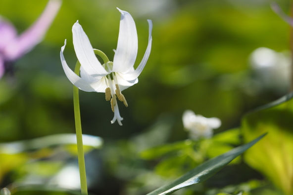 数万株に1株咲くといわれる、幻の白いカタクリ（画像提供：萩谷篤思　A.Hagitani / PIXTA ）