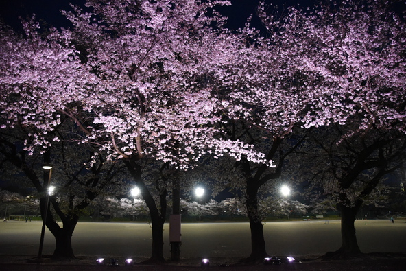過去のライトアップ時の様子（画像提供：三芳町）