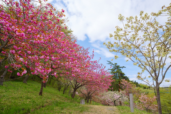八重桜が30種以上植えられ、約500本の桜が咲き誇る「通り抜けの桜」
