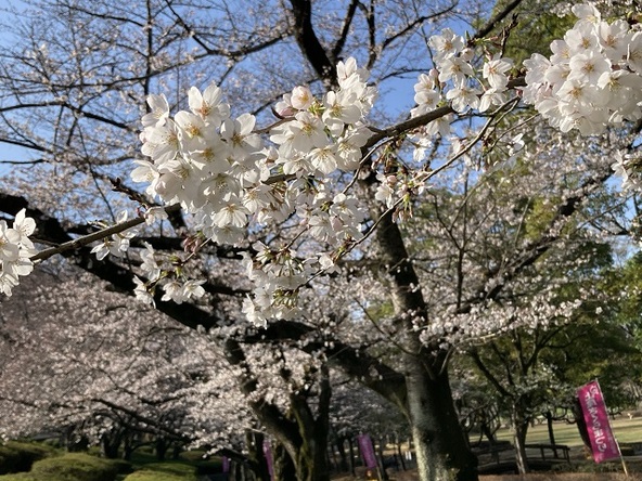 可憐な花を眺めながら「上尾串ぎょうざ」に舌鼓♪