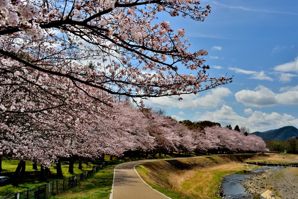 亀岡運動公園犬飼川沿い
