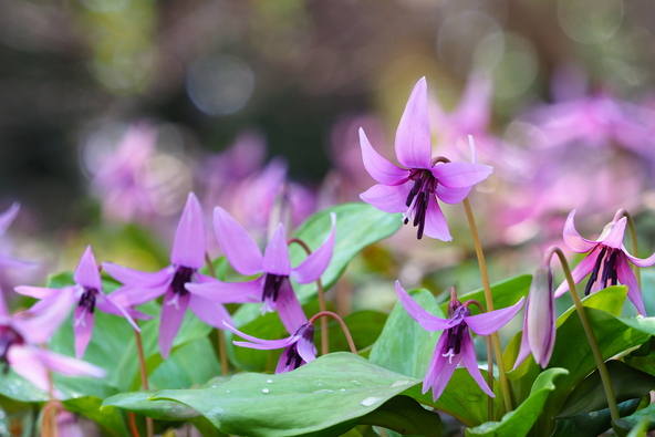 生育環境を守るため人の手入れも欠かせない里山の植物（画像提供：rishiya / PIXTA）
