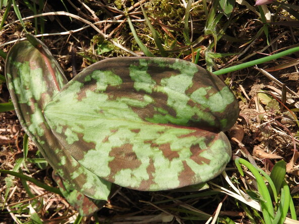 まだら模様の葉っぱ。踏まないように要注意！（画像提供：zero / PIXTA）