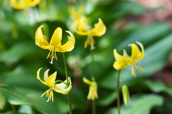 稀に白や黄色の花が咲く場所も（画像提供：i-flower / PIXTA）