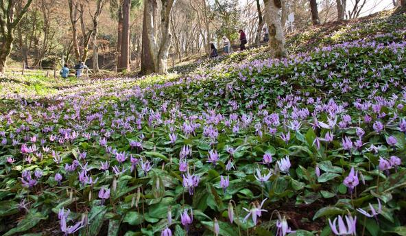 豊田市のカタクリ群生