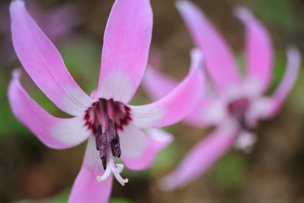 ※画像はイメージです（画像提供：ミヤヒロ / PIXTA）