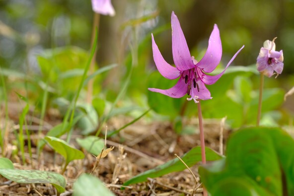 ※画像はイメージです（画像提供：shepherdsatellite / PIXTA）