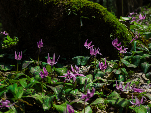 保木山カタクリの里のカタクリ（画像提供：mk1gan / PIXTA）