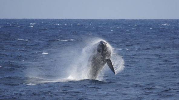 海面上に大きくジャンプするブリーチングの様子（画像提供：一般社団法人 八丈島観光協会）