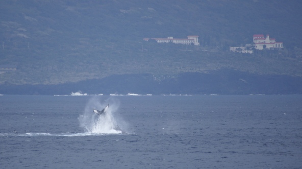 陸上からも観賞できるホエールウォッチング。海上をじっくり観察し鯨を探してみませんか？（画像提供：一般社団法人 八丈島観光協会）