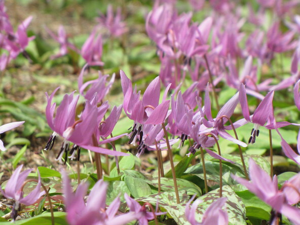 六甲高山植物園に咲くカタクリ（画像提供：六甲高山植物園）