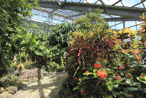 100種類におよぶ熱帯・亜熱帯植物が生育する園内は、自由に散策が可能（画像提供：一般社団法人 八丈島観光協会）