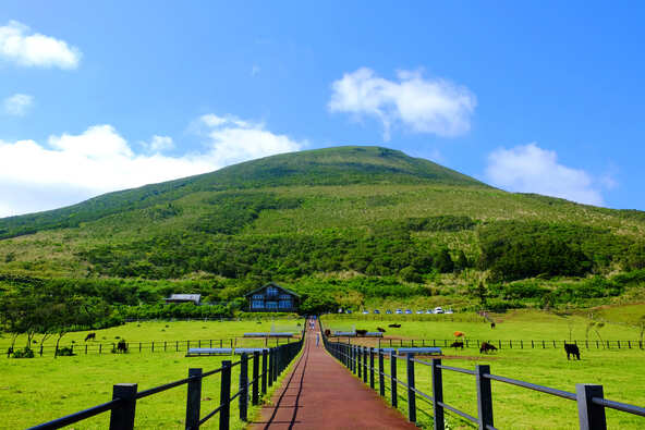 昭和42年（1967年）に設立された町営牧場。現在は、「ふれあい牧場」として一般公開されています（画像提供：一般社団法人 八丈島観光協会）