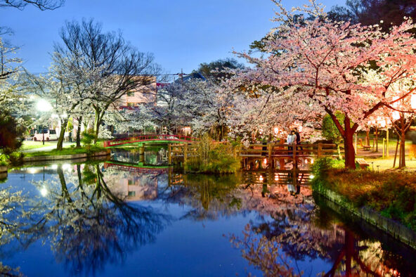 水面に反射する夜桜が幻想的