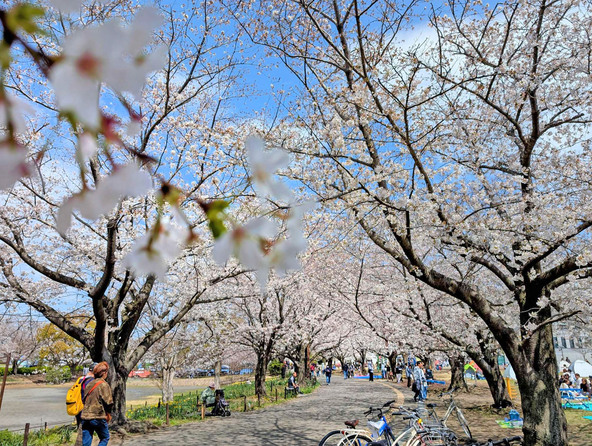 ゆっくり散策したい桜のトンネル