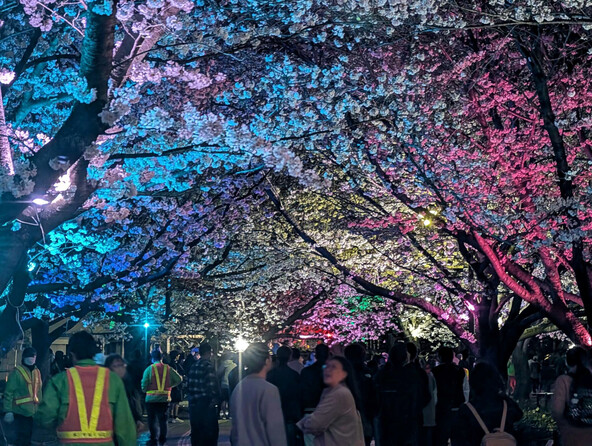 過去のライトアップ時の様子