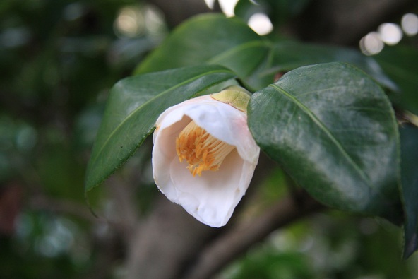 野々市市で誕生した「野々市」という品種の椿も！