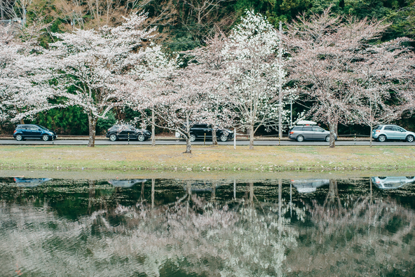 「池原ダム」のダム湖を囲むように桜が植えられています