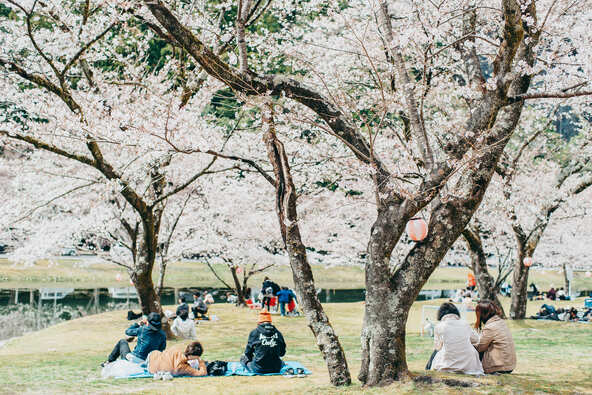 桜の木の下でのんびりとお花見♪