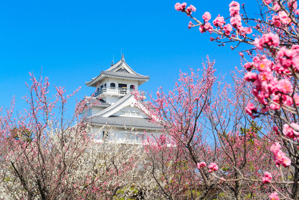 長浜城を背景に写真が撮れます（画像提供：kobe / PIXTA）