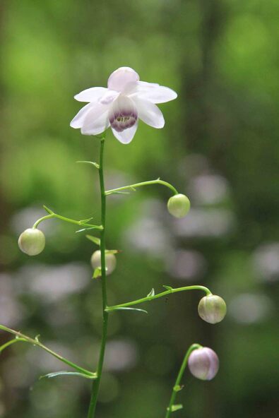 レンゲショウマ