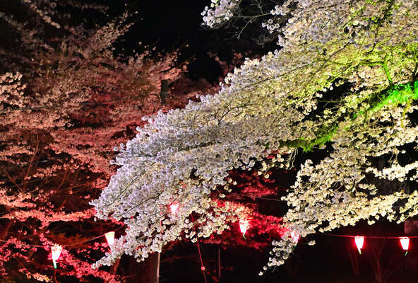 やわらかな光に照らされた桜が、昼間とは違った表情を見せます