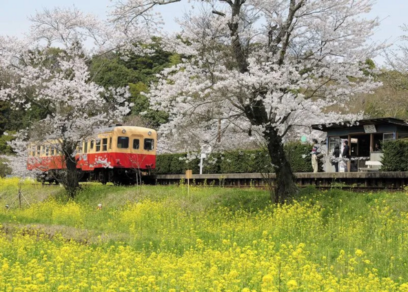 春は桜と菜の花の中を走り抜けます