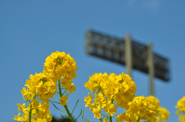 青空の下で咲き誇る、可憐な菜の花にママパパもうっとり♪