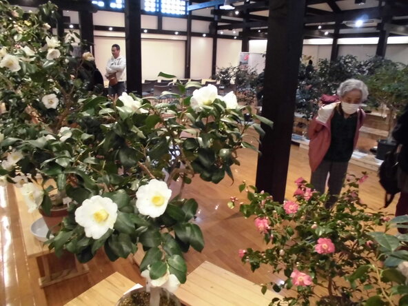 会場では、椿の苗木や関連グッズの販売も行われます