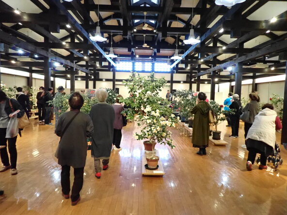 親子でさまざまな種類の椿を観賞しましょう