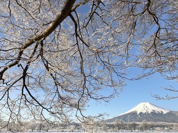 写真提供：忍野村観光協会