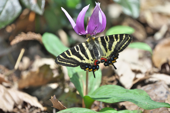 “春の女神”とも称されるギフチョウ（画像提供：めがねトンボ / PIXTA）