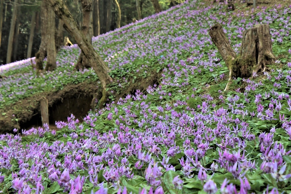 可憐なかたくりの花が一面に咲き誇り、山肌を薄紫色のじゅうたんのように覆います