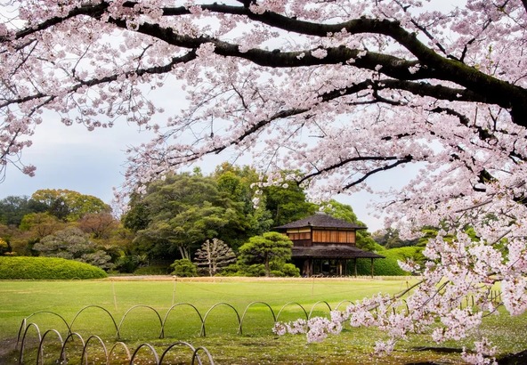 「桜林」には、岡山の桜開花の標本木があります
