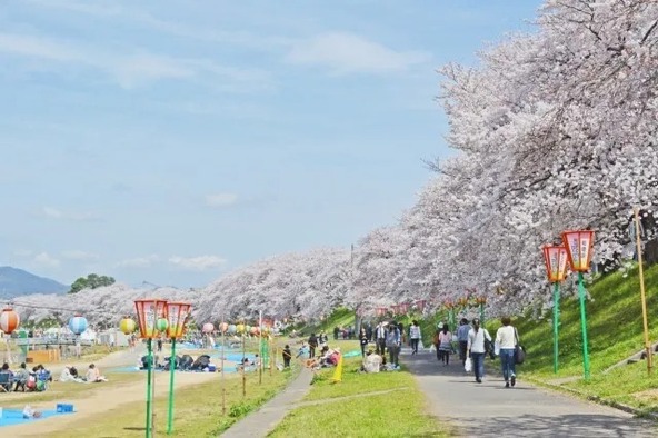 夜間は桜並木がライトアップされ、幻想的な夜桜見物を楽しめます