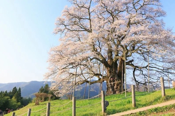 孤高の一本桜「醍醐桜」