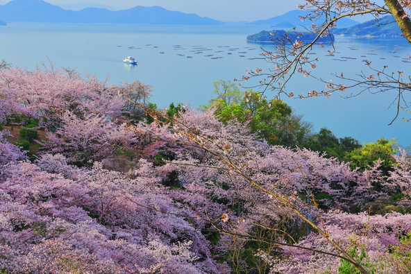 瀬戸内海を一望できる公園でお花見（画像提供： kazukiatuko / PIXTA）