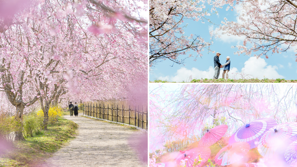 約3万平方メートルもの広大な丘に、しだれ桜を中心に約800本の桜が咲き誇ります