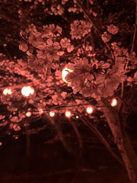ライトアップされた桜