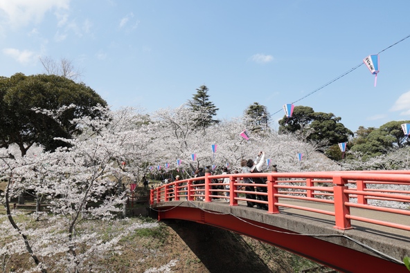 赤い橋と桜色の共演は風情があります（画像提供：香取市）