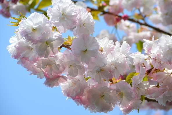 ボリュームがあり、かわいらしい八重桜（画像提供：那珂市）