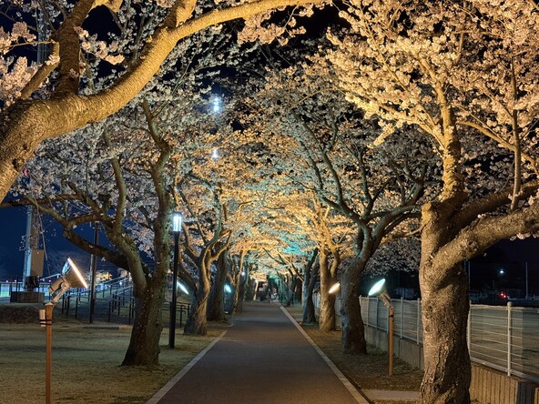 やわらかな光に包まれた桜並木（画像提供：東海村）